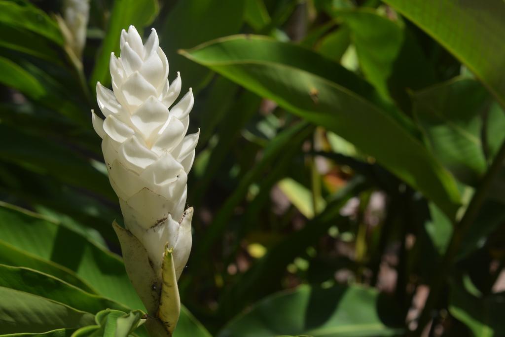 O'Soleil Chalets Self Catering La Digue Pokój zdjęcie